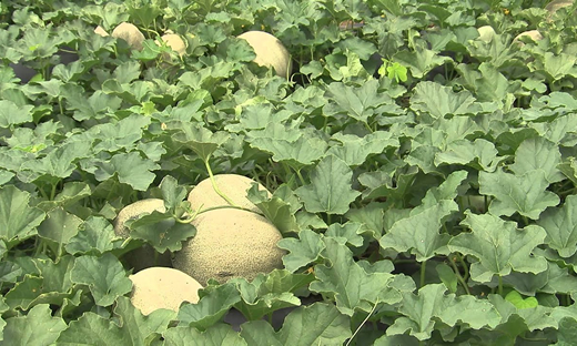 Fruits Range of musk melons