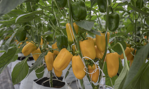 Wide Range of Exotic Vegetables1